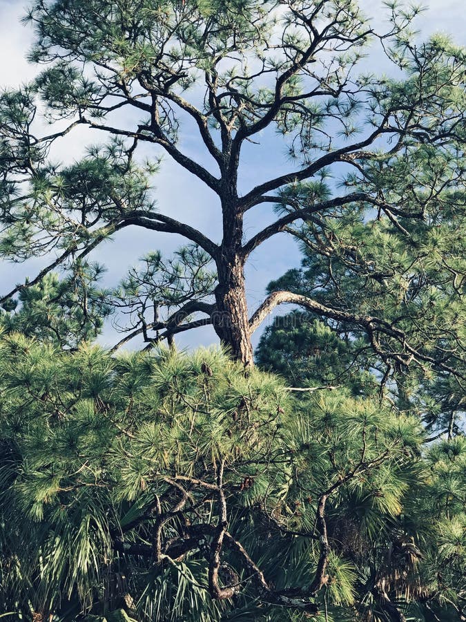Towering old pine trees are home to herons and other birds on Florida's Bayou Texar. Towering old pine trees are home to herons and other birds on Florida's Bayou Texar