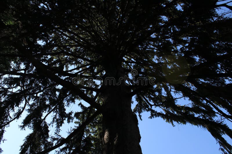 Παλιό μεγάλο κωνοφόρο δέντρο στο φόντο του ουρανού στοκ εικόνες Παλιό μεγάλο κωνοφόρο δέντρο στο φόντο του ουρανού στοκ εικόνες