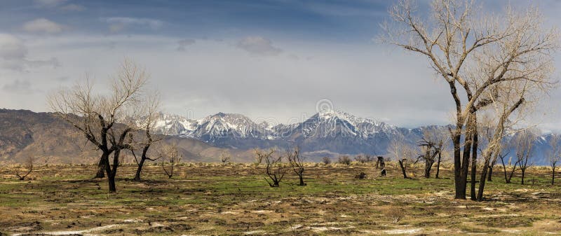πανοραμική άποψη των καμένων δέντρων στην κοιλάδα του owens κατά την άνοιξη στοκ εικόνες