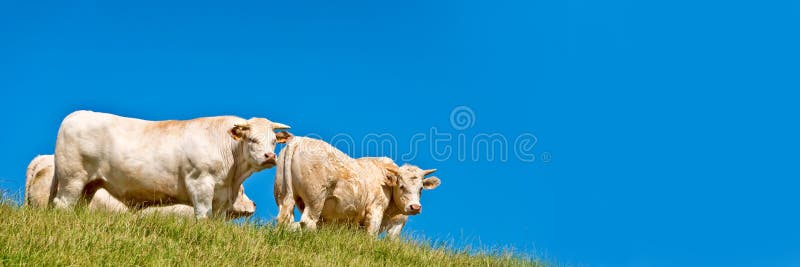 πανόραμα λευκών αγελάδων σε φόντο του λόφου μπλε ουρανού