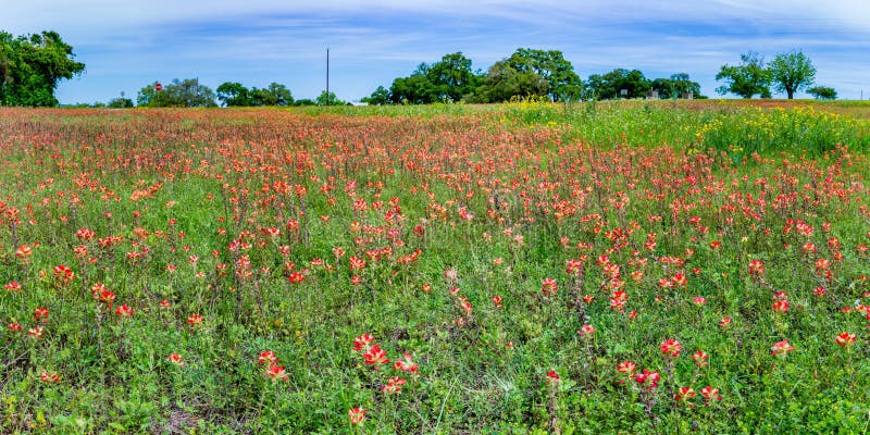 Πανόραμα του πορτοκαλιού ινδικού πινέλου Wildflowers σε έναν τομέα του Τέξας στοκ φωτογραφίες Πανόραμα του πορτοκαλιού ινδικού πινέλου Wildflowers σε έναν τομέα του Τέξας στοκ φωτογραφίες