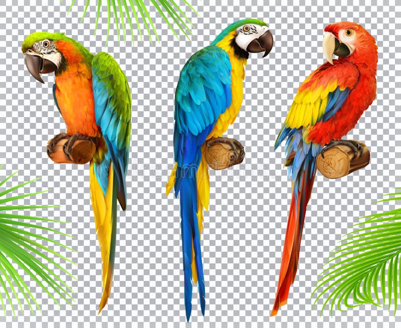 Παπαγάλος Ara macaw τρισδιάστατο διανυσματικό σύνολο εικονιδίων ελεύθερη απεικόνιση δικαιώματος Παπαγάλος Ara macaw τρισδιάστατο διανυσματικό σύνολο εικονιδίων ελεύθερη απεικόνιση δικαιώματος