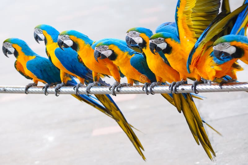 Parrot birds standing in a row. Parrot birds standing in a row