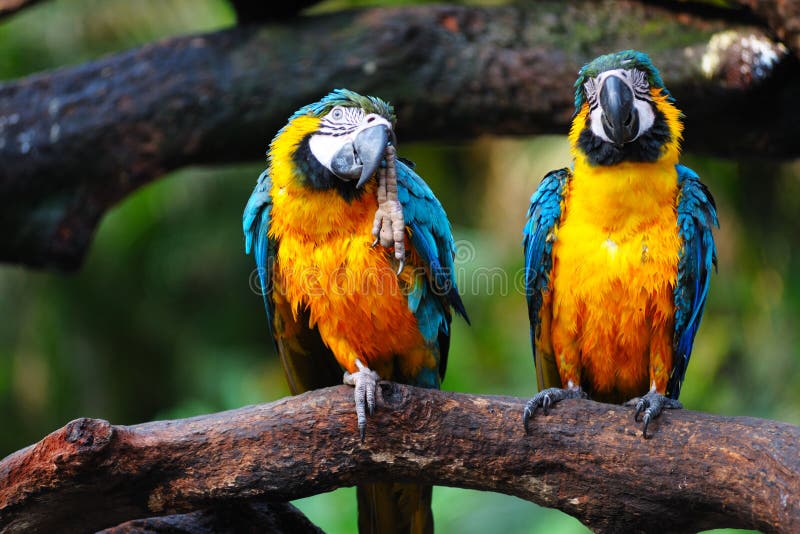 Two Parrot birds standing side by side. Two Parrot birds standing side by side