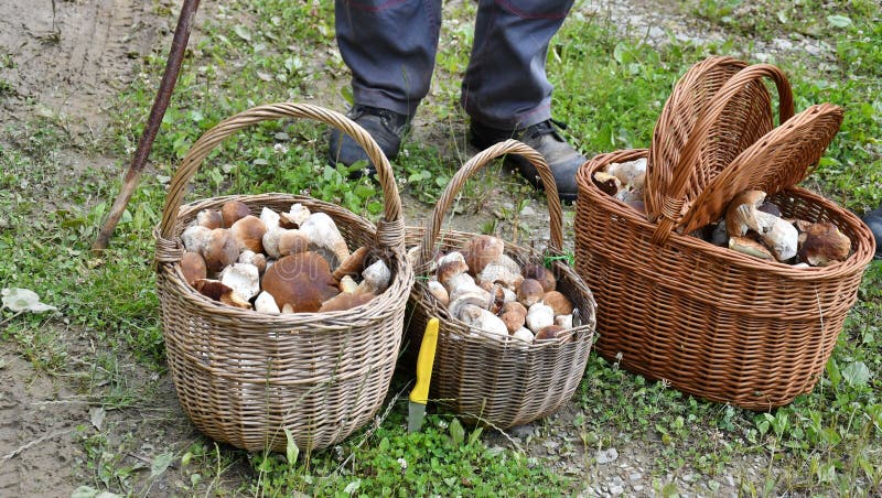 Παππούδες και γιαγιάδες με το καλάθι των μανιταριών μετά από το φθινόπωρο που ξεφυτρώνει στο δάσος στοκ φωτογραφία με δικαίωμα ελεύθερης χρήσης Παππούδες και γιαγιάδες με το καλάθι των μανιταριών μετά από το φθινόπωρο που ξεφυτρώνει στο δάσος στοκ φωτογραφία με δικαίωμα ελεύθερης χρήσης