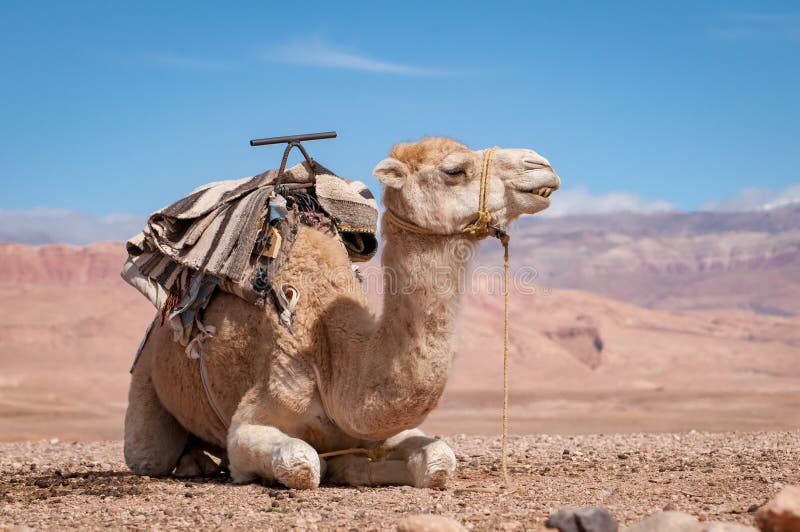 Παραδοσιακό Dromedary που βάζει στη μαροκινή έρημο στοκ φωτογραφίες με δικαίωμα ελεύθερης χρήσης Παραδοσιακό Dromedary που βάζει στη μαροκινή έρημο στοκ φωτογραφίες με δικαίωμα ελεύθερης χρήσης