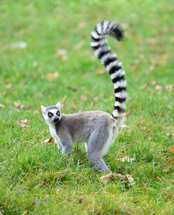 One ring tailed lemur Lemur catta in the grass. One ring tailed lemur Lemur catta in the grass