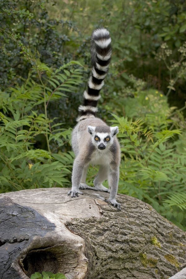 An endangered Ring-tailed Lemur standing on a tree stump. An endangered Ring-tailed Lemur standing on a tree stump.