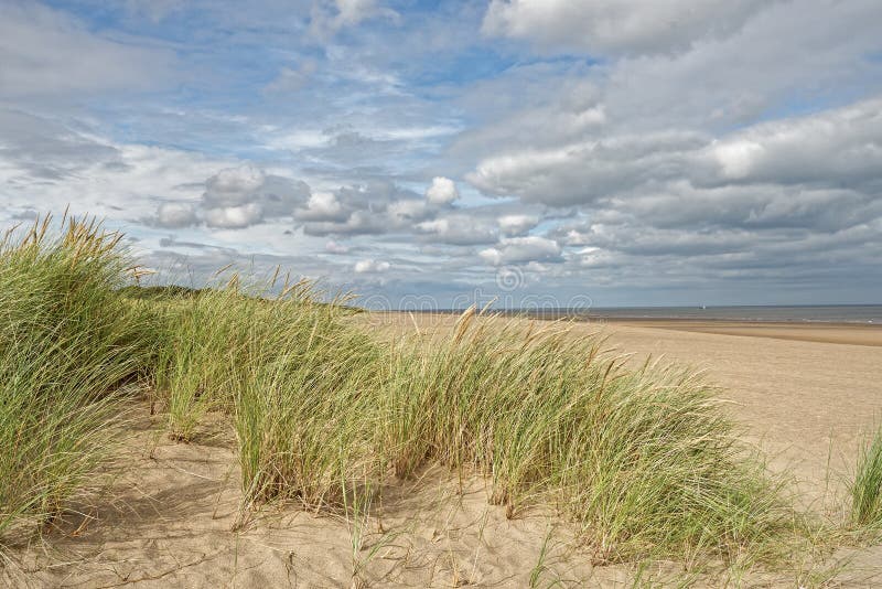 A beach with Marram Grass in Lincolnshire,UK. A beach with Marram Grass in Lincolnshire,UK