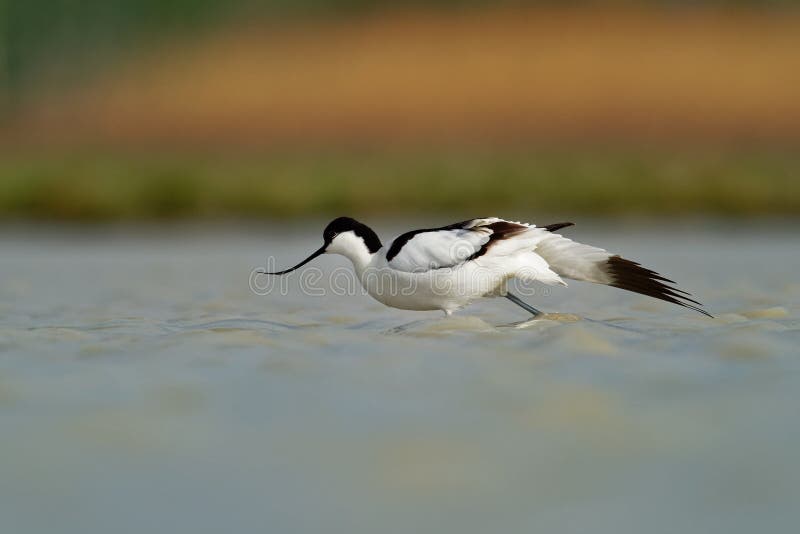 Παρδαλό avosetta Avocet - Recurvirostra στη λίμνη στη μετανάστευση στοκ φωτογραφία Παρδαλό avosetta Avocet - Recurvirostra στη λίμνη στη μετανάστευση στοκ φωτογραφία