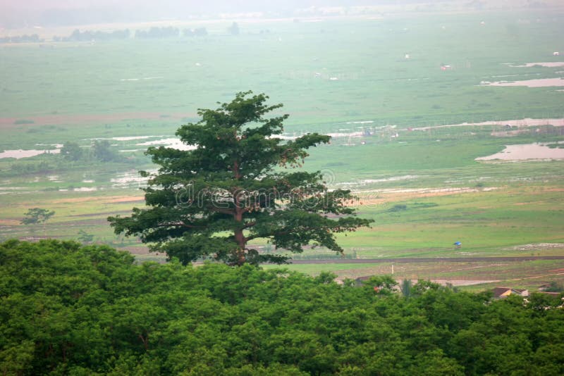 Solitaire tree on a green hill. Solitaire tree on a green hill