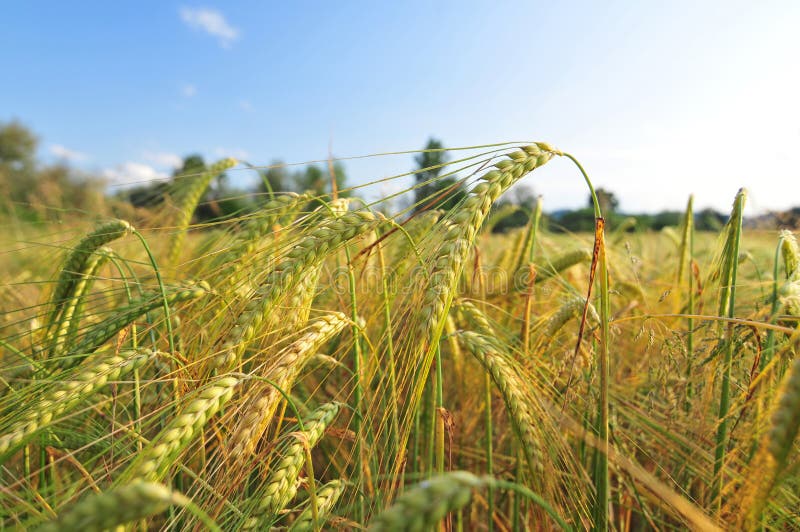 Field of barley on a sunny day, with sky in the background. Field of barley on a sunny day, with sky in the background