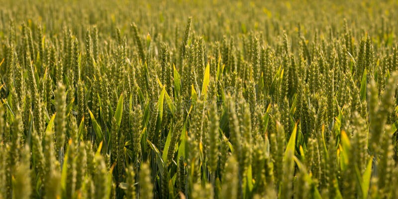 A field of unripe green barley melting away into the background in June. Photographed in the farmland of Norfolk, England UK. A field of unripe green barley melting away into the background in June. Photographed in the farmland of Norfolk, England UK.