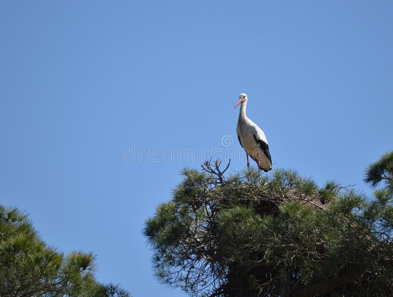 Πελαργός στα έλη της φλέβας