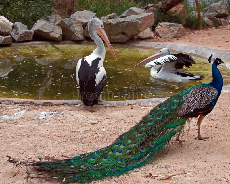 Πελεκάνος και Peacock στην Αδελαΐδα Αυστραλία στοκ εικόνα με δικαίωμα ελεύθερης χρήσης Πελεκάνος και Peacock στην Αδελαΐδα Αυστραλία στοκ εικόνα με δικαίωμα ελεύθερης χρήσης