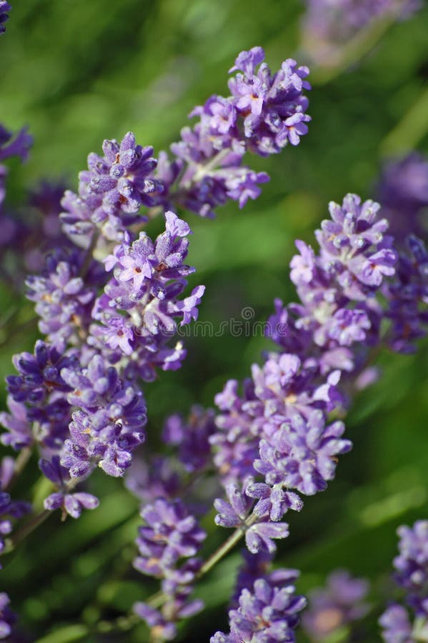 πεδία lavander στοκ φωτογραφίες πεδία lavander στοκ φωτογραφίες