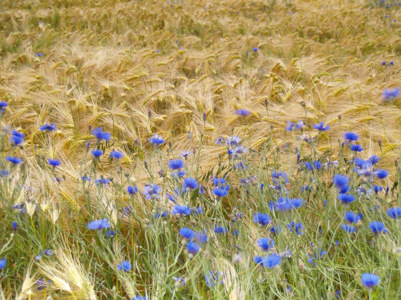 Blue cornflowers in barley field. Blue cornflowers in barley field