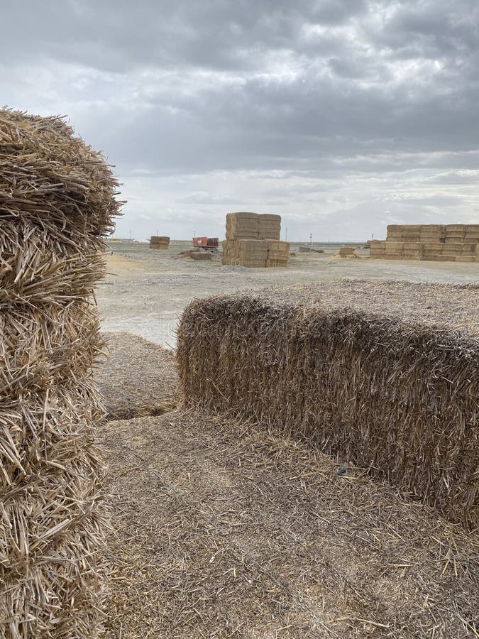 πεδίο Haystack στοκ εικόνες
