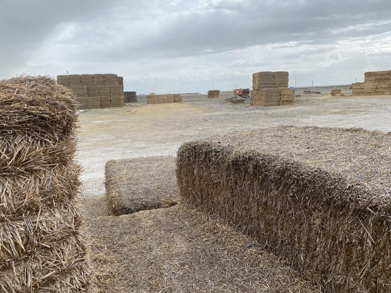 πεδίο Haystack στοκ εικόνα