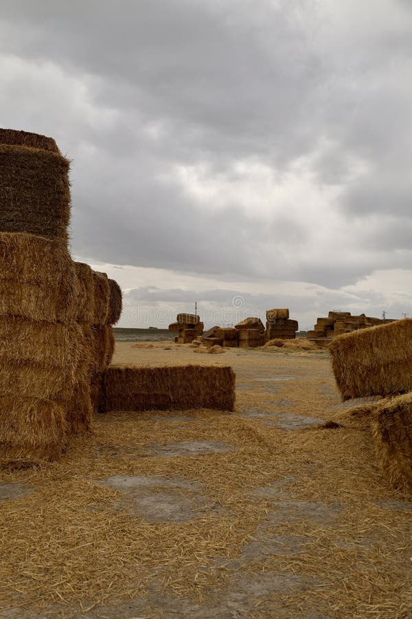 πεδίο Haystack στοκ εικόνες