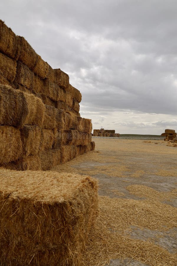 πεδίο Haystack στοκ φωτογραφίες με δικαίωμα ελεύθερης χρήσης