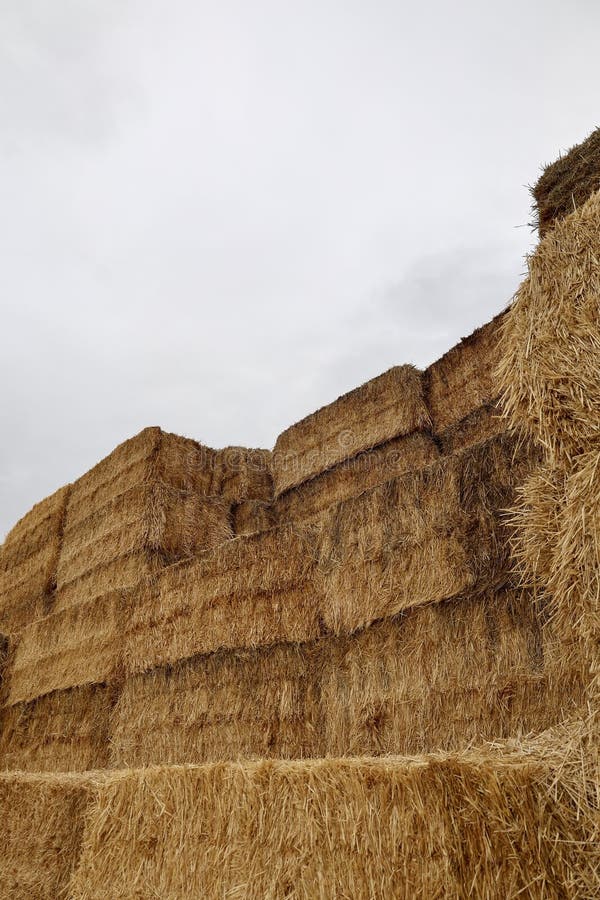 πεδίο Haystack στοκ εικόνες