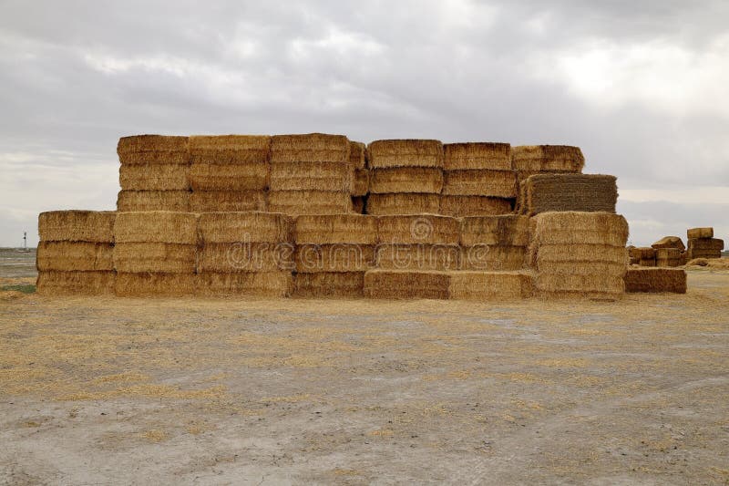 πεδίο Haystack στοκ εικόνες