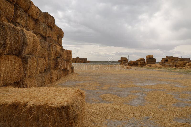 πεδίο Haystack στοκ φωτογραφίες