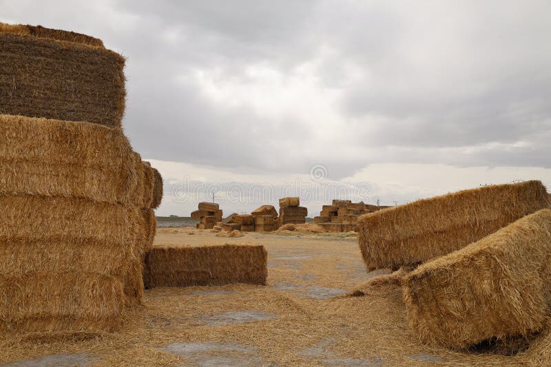 πεδίο Haystack στοκ εικόνες