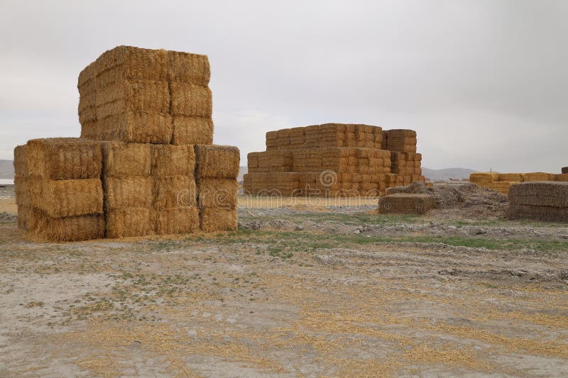 πεδίο Haystack στοκ φωτογραφία