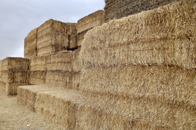 πεδίο Haystack στοκ εικόνες