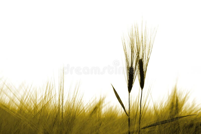 Two barley ears in a field isolated - high key. Two barley ears in a field isolated - high key