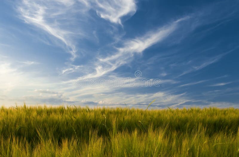 Field of barley and sky with beautiful cirrus type clouds on it. Field of barley and sky with beautiful cirrus type clouds on it