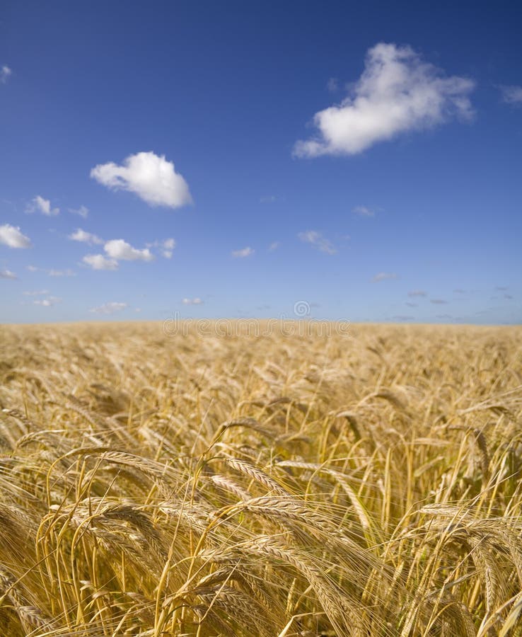 A field of barley ripening under a clear blue summer sky. A field of barley ripening under a clear blue summer sky