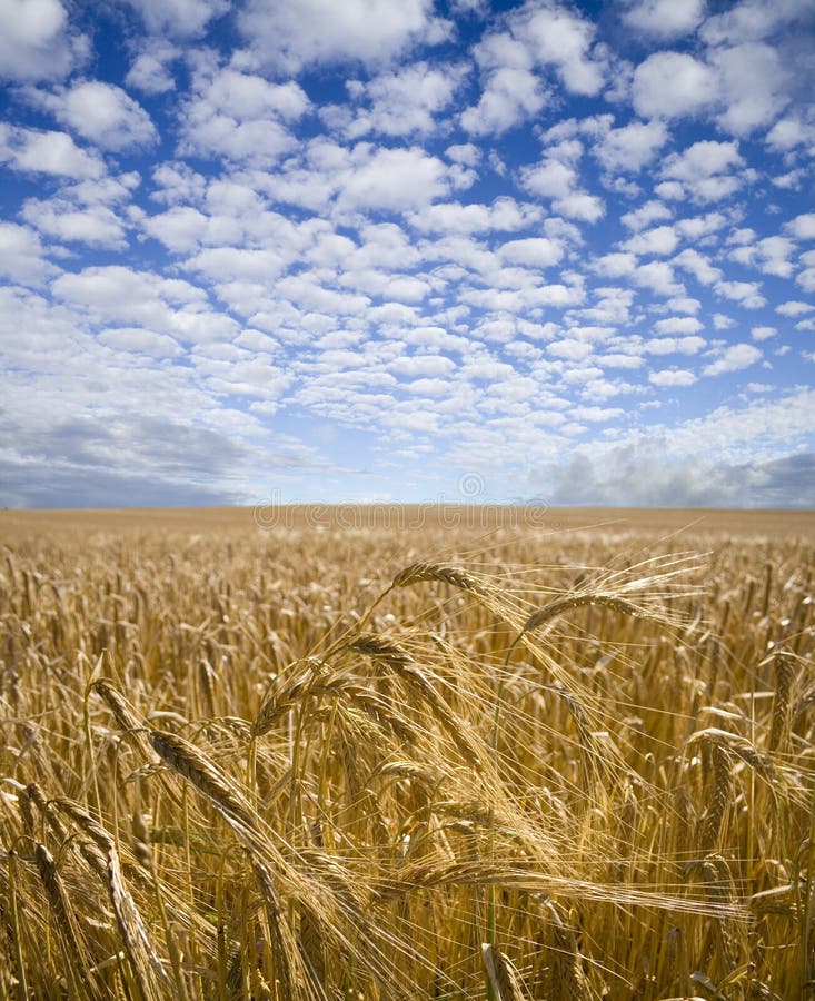 A field of barley ripens under a summer afternoon sky. A field of barley ripens under a summer afternoon sky