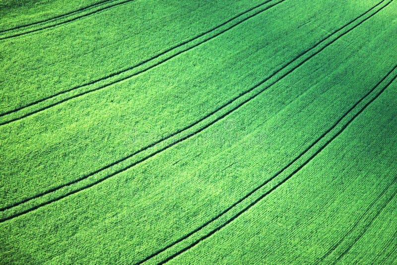 Barley field in early summer. Barley field in early summer