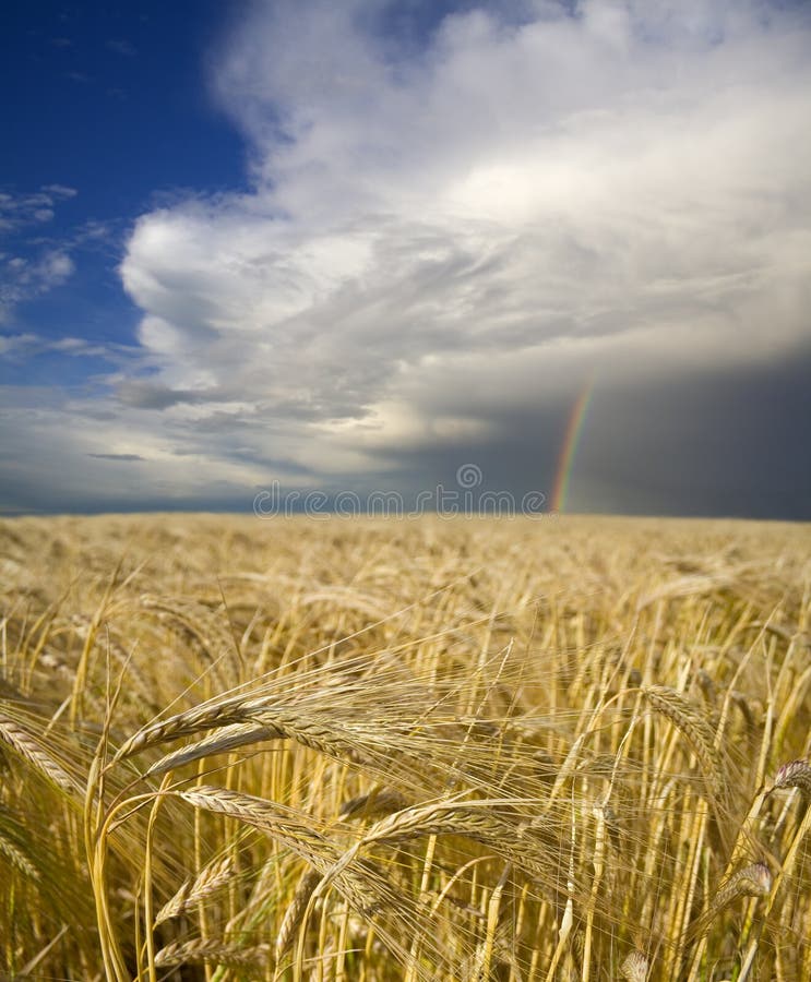 A field of ripening barley sits beneath a rainbow, offering hope for the future of agriculture. A field of ripening barley sits beneath a rainbow, offering hope for the future of agriculture.