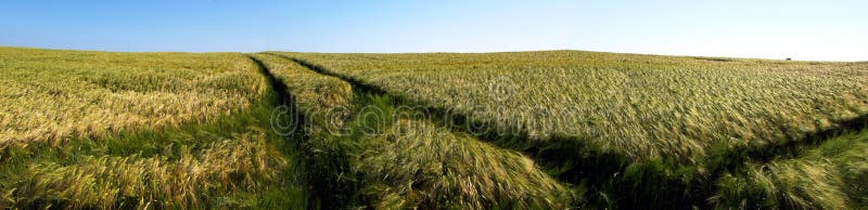 Panoramic view of green barley field. Panoramic view of green barley field.