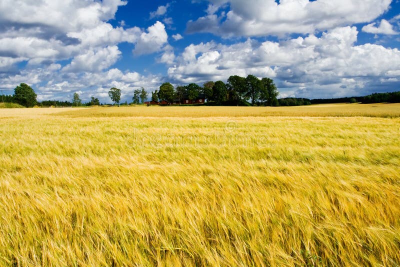 Ripe barley field with a farmers house. Ripe barley field with a farmers house