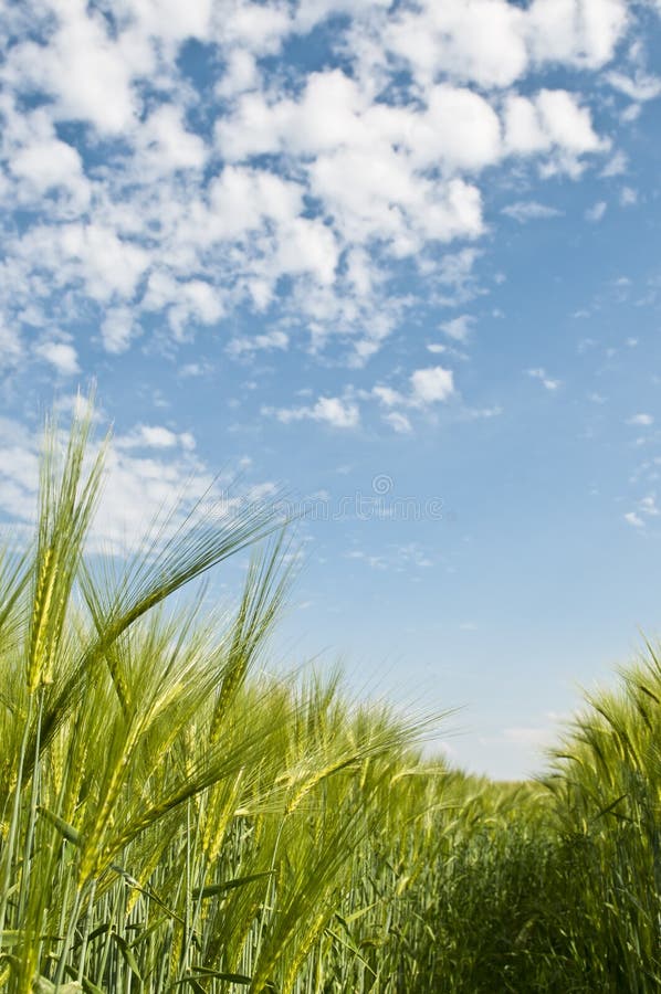 Agriculture fresh barley field with blue sky. Agriculture fresh barley field with blue sky