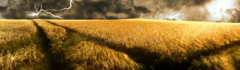 A thunderstorm over a golden illuminated barley field. sun is breaking through the dark clouds. A thunderstorm over a golden illuminated barley field. sun is breaking through the dark clouds.