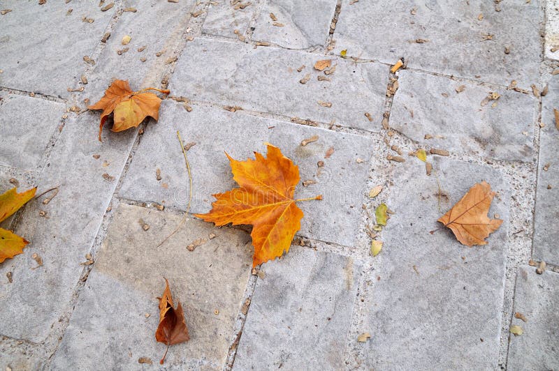 Stone pavement with some dead leaves. Stone pavement with some dead leaves.