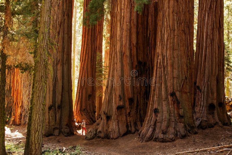 Πεζοπορία στο εθνικό πάρκο Sequoia στην Καλιφόρνια των ΗΠΑ στοκ εικόνες