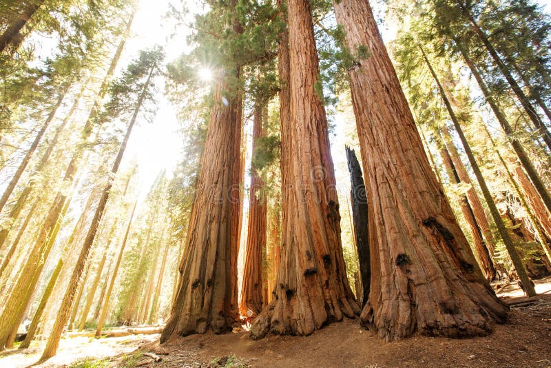 Πεζοπορία στο εθνικό πάρκο Sequoia στην Καλιφόρνια των ΗΠΑ στοκ φωτογραφίες