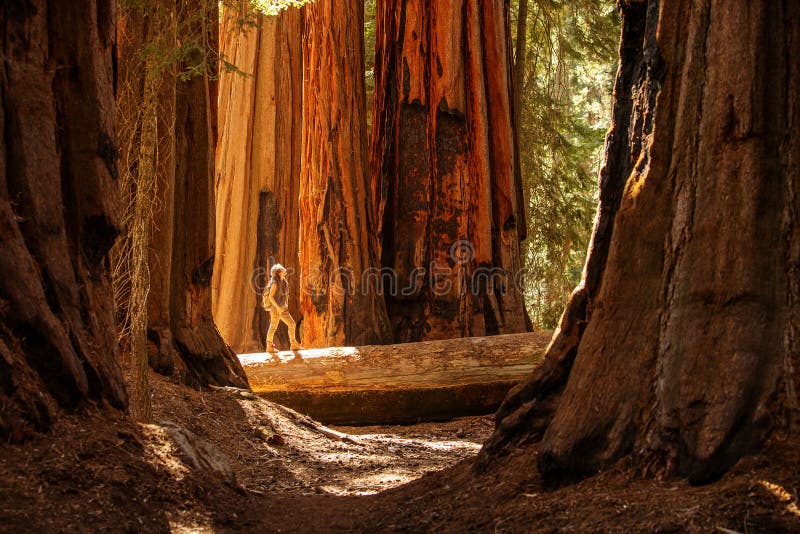 Πεζοπορία στο εθνικό πάρκο Sequoia στην Καλιφόρνια των ΗΠΑ στοκ εικόνα