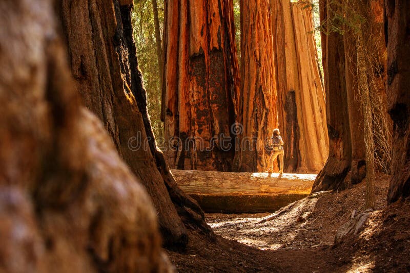 Πεζοπορία στο εθνικό πάρκο Sequoia στην Καλιφόρνια των ΗΠΑ στοκ εικόνα