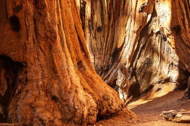 Πεζοπορία στο εθνικό πάρκο Sequoia στην Καλιφόρνια των ΗΠΑ στοκ εικόνα με δικαίωμα ελεύθερης χρήσης