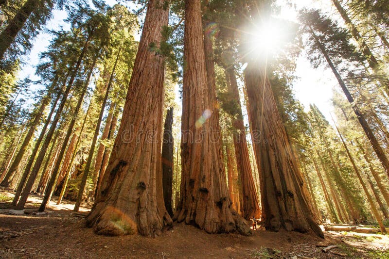 Πεζοπορία στο εθνικό πάρκο Sequoia στην Καλιφόρνια των ΗΠΑ στοκ φωτογραφία με δικαίωμα ελεύθερης χρήσης