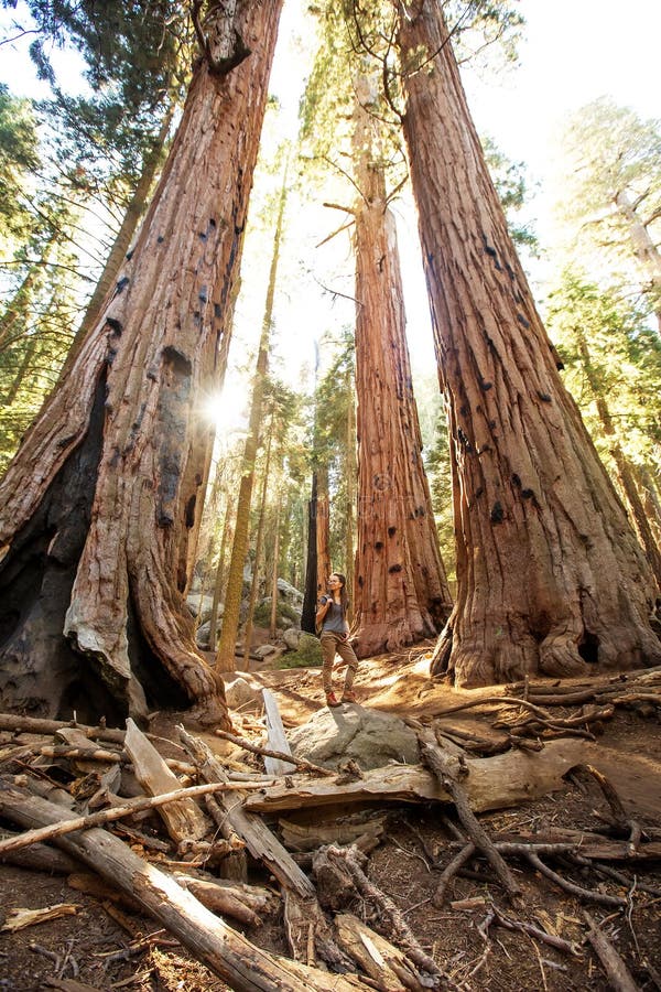 Πεζοπορία στο εθνικό πάρκο Sequoia στην Καλιφόρνια των ΗΠΑ στοκ εικόνες