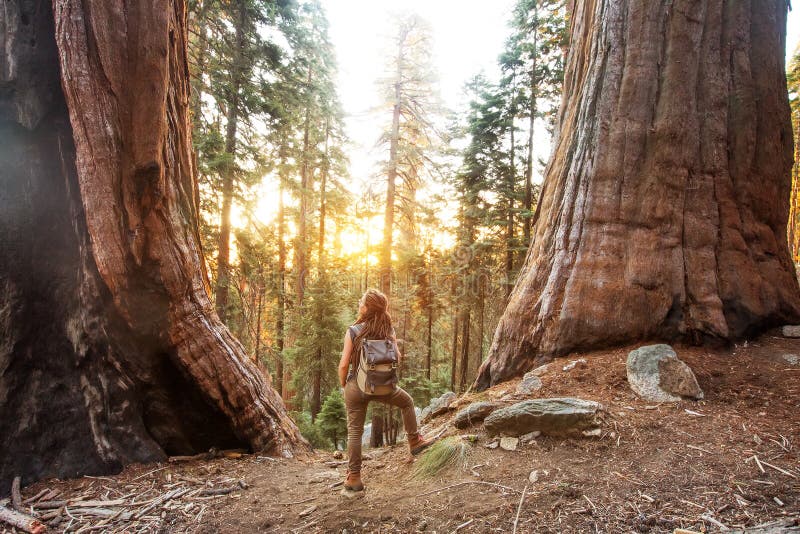 Πεζοπορία στο εθνικό πάρκο Sequoia στην Καλιφόρνια των ΗΠΑ στοκ εικόνα